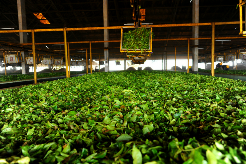 Tea Factory Tour Tea Tasting Tea Town Kerala