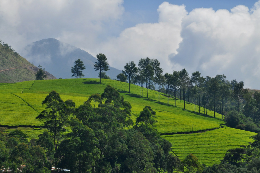 tea plantation visit wayanad