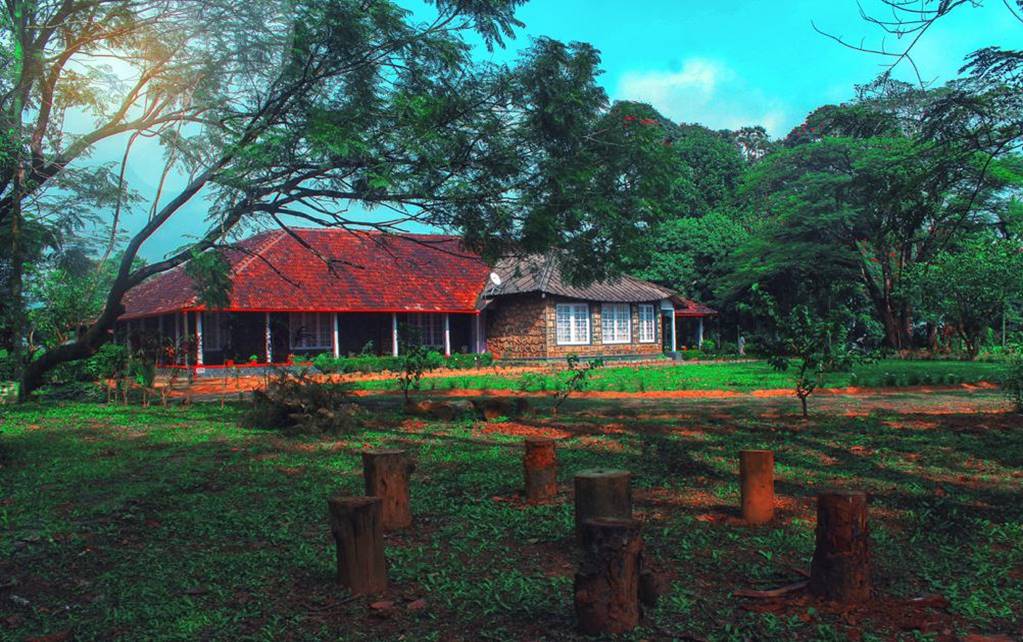 Wayanad Harrisons Tea Plantation Holiday - Tea Town Kerala